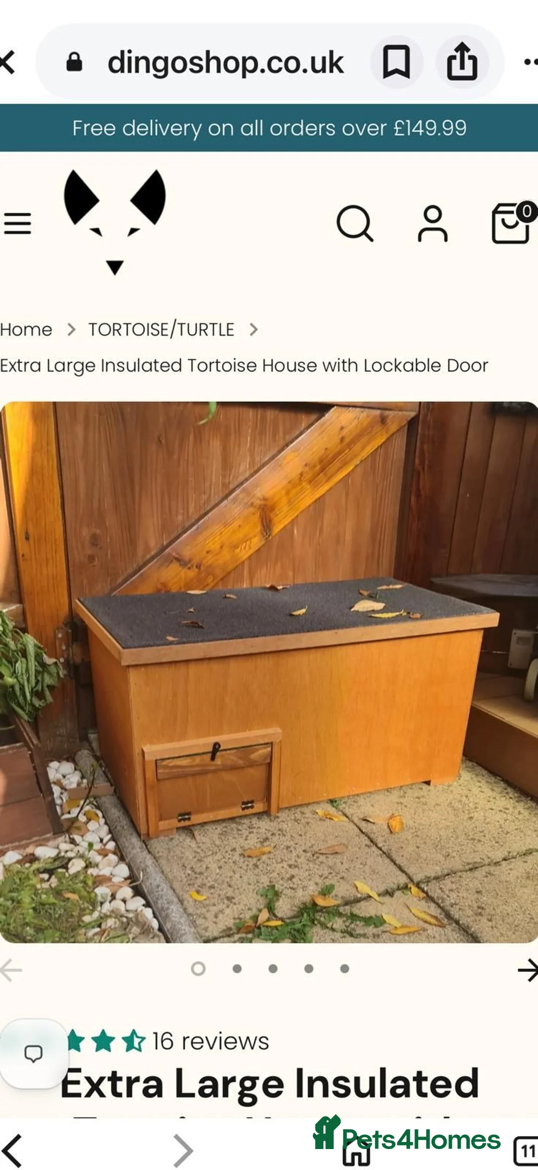 Tortoise reptiles for sale: Herman Tortoise in Heywood - Advert 2