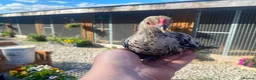 Chickens poultry for sale: 💜Sablepoot/booted bantam growing pairs and cocks - Advert 3