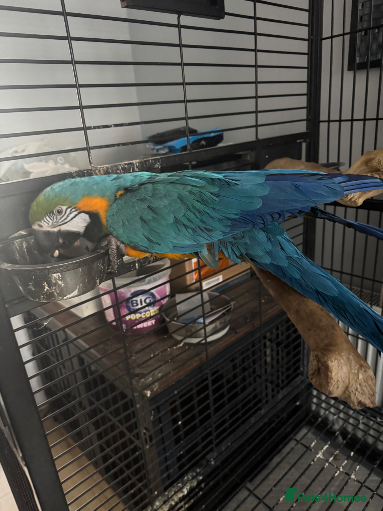 Macaws birds Blue and gold macaw  - Advert 6
