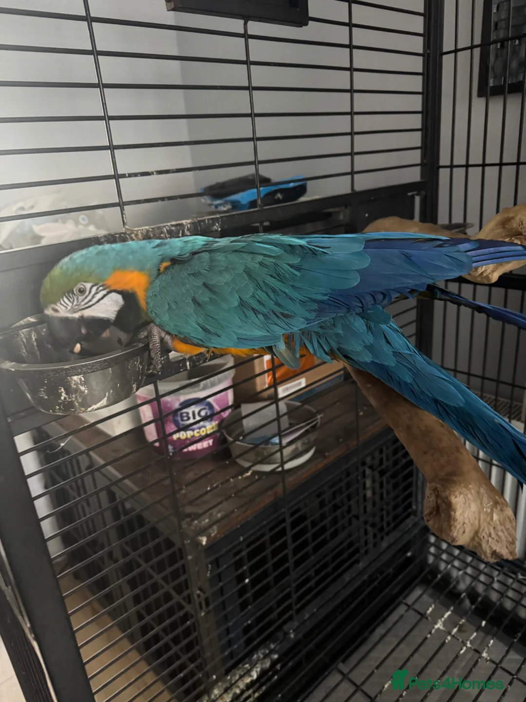 Macaws birds for sale: Blue and gold macaw  in Birmingham - Advert 1