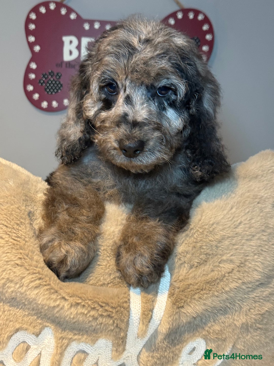 Cockapoo dogs for sale: F1B Cockapoo’s fully vaccinated  - Advert 11