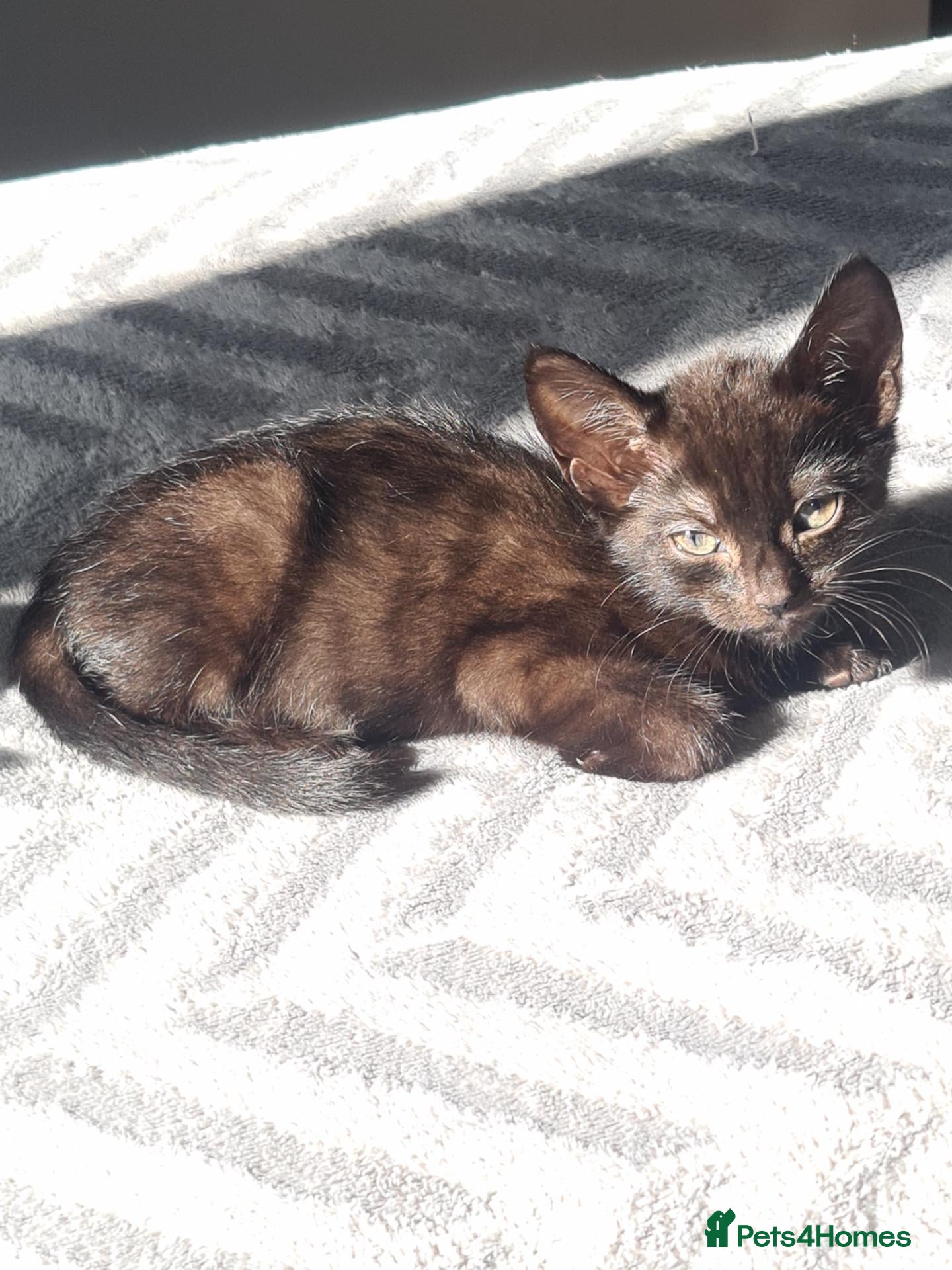Mixed Breed cats Two beautiful females - Advert 1