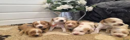 Cocker Spaniel dogs for sale: SHOW TYPE health tested KC cocker spaniels  - Advert 6