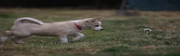 Huskita dogs for sale: Puppies for sale  - Advert 8