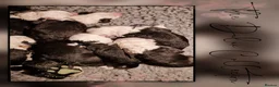 Old English Sheepdog dogs for sale: Fully health tested RKC Old English Sheepdog  - Advert 37