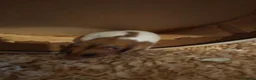 Hamster rodents for sale: Hamster for sale  - Advert 3