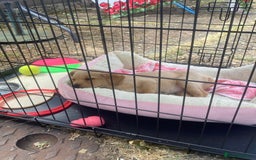 Labrador Retriever dogs for sale: Labrador Retriever  - Image 5