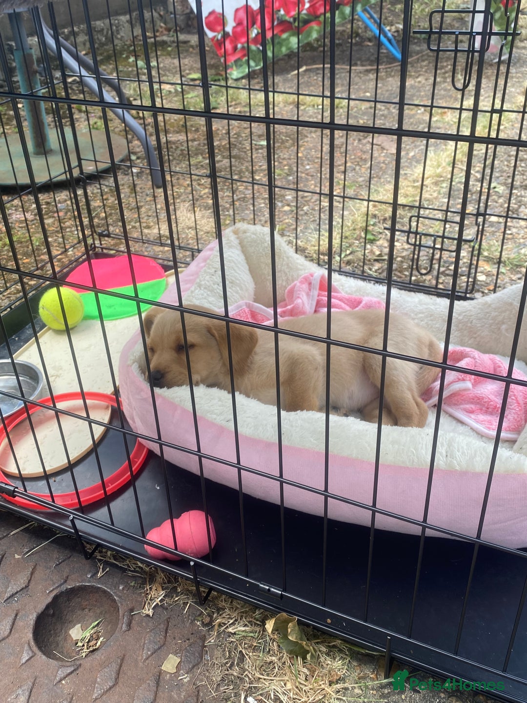 Labrador Retriever dogs for sale: Labrador Retriever  - Image 5