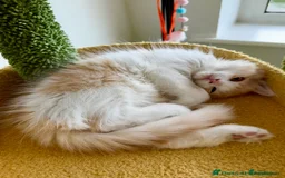 Munchkin cats for sale: Pedigree TICA Munchkin Kittens – Short Legs 🐈 - Image 5