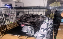 Cockapoo dogs for sale: Winston the Cockapoo - Image 7