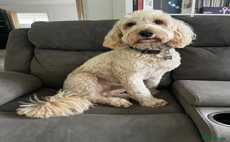 Goldendoodle dogs - Advert 1