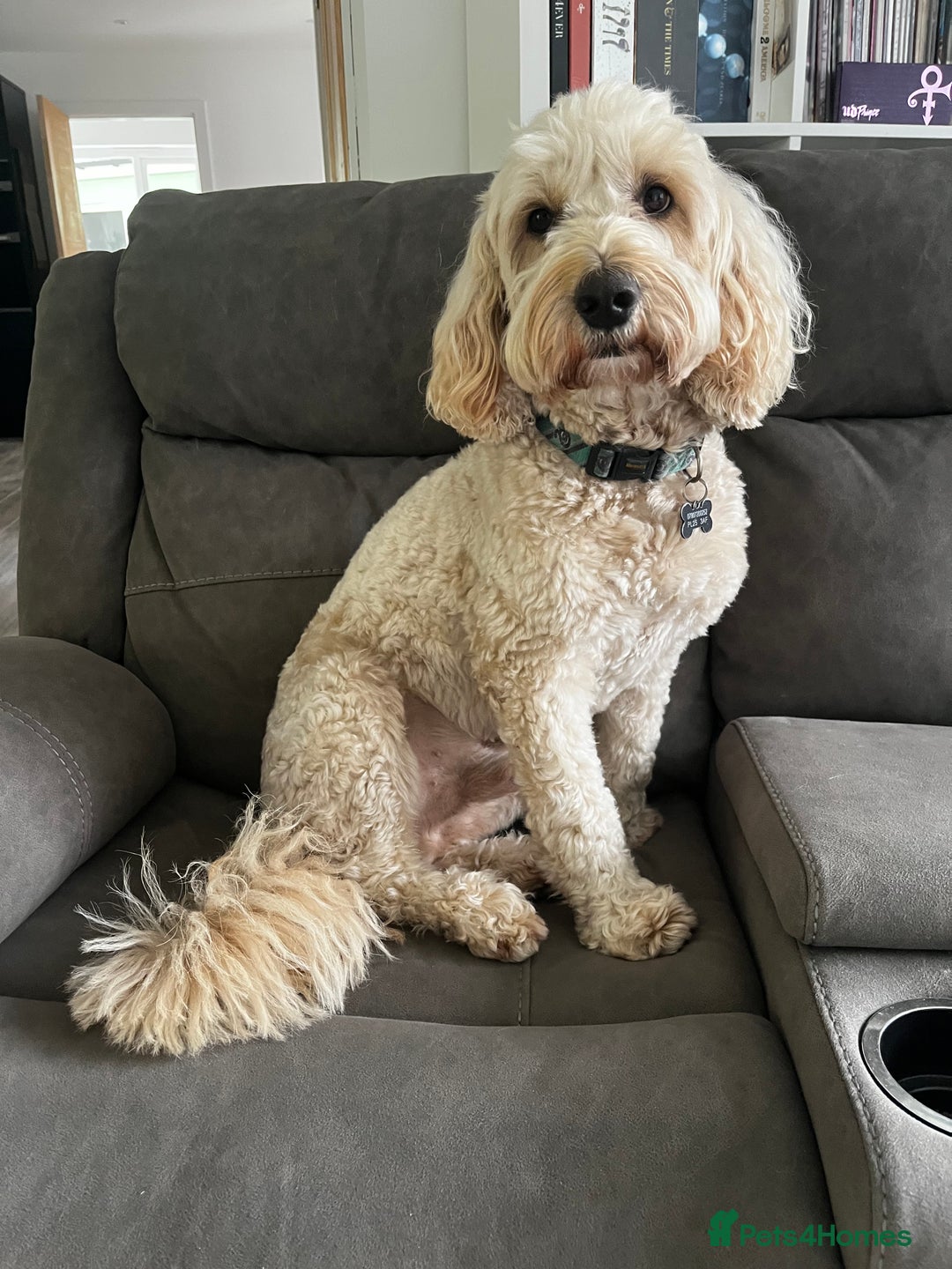 Goldendoodle dogs for stud: Ready for stud  - Image 1