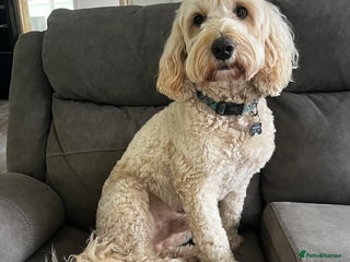 Goldendoodle dogs - Advert 19