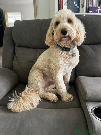 Goldendoodle dogs Ready for stud - Advert 1