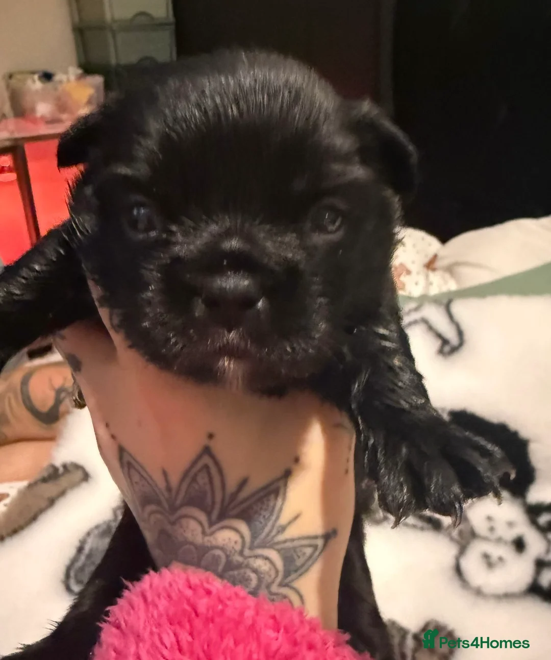 French Bulldog dogs for sale: Visual fluffy French bulldogs  - Advert 8