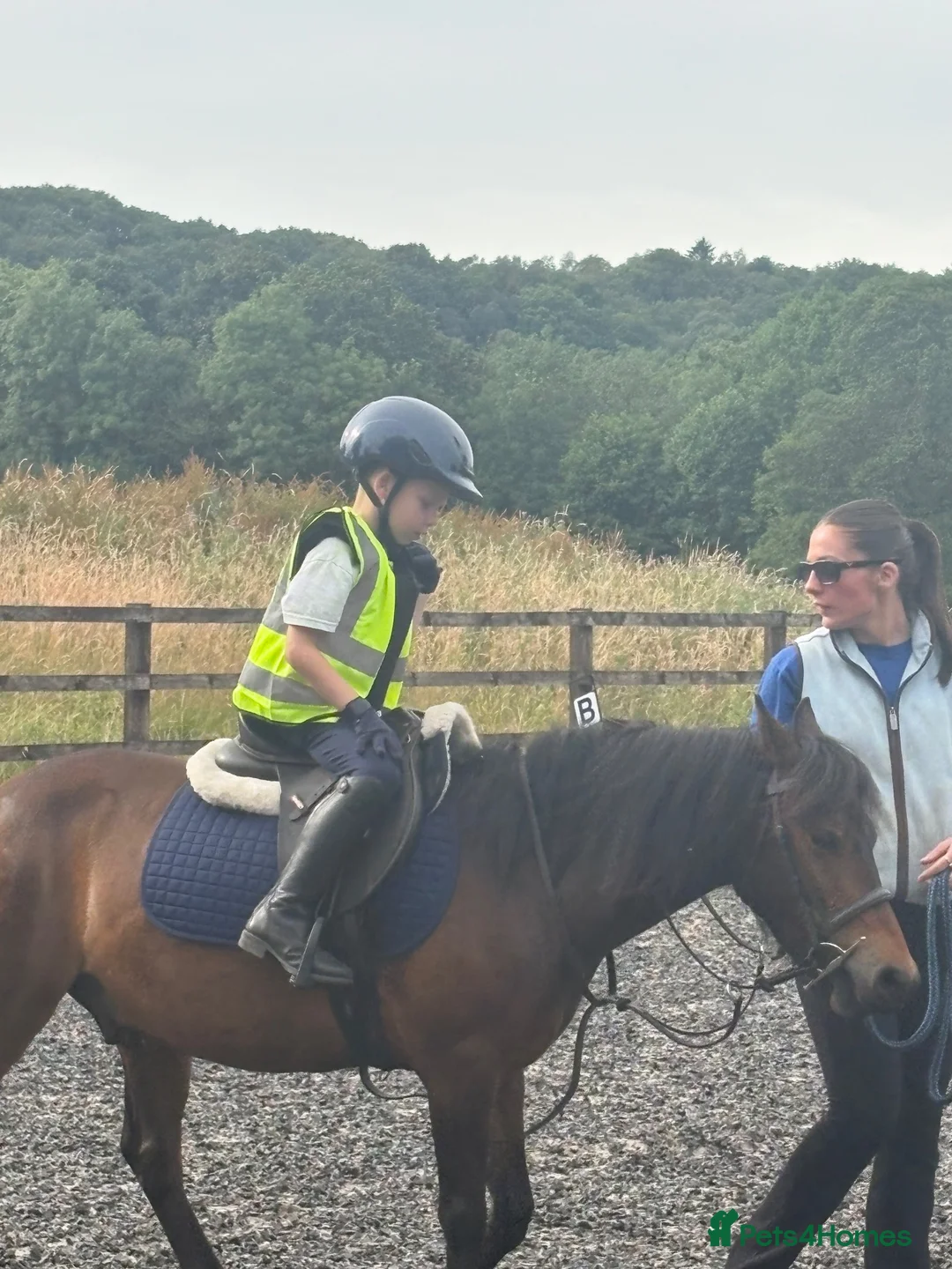 Dartmoor horses for sale: 12h Dartmoor hill  in Stoke-on-Trent - Advert 2