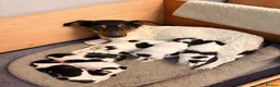 Jack Russell dogs for sale: Tri coloured Jack Russell pups in Isle of Bute - Advert 15