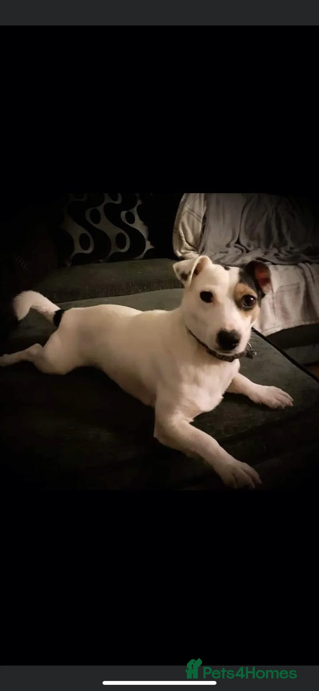 Jack Russell dogs for stud: Proven stud in Accrington - Advert 3