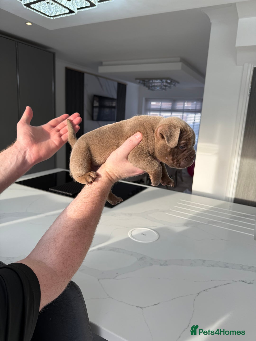 American Bully dogs for sale: Stunning Bully pup available now  - Advert 8