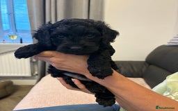 Mixed Breed dogs for sale: Cockapoo cross Poochon  - Image 4