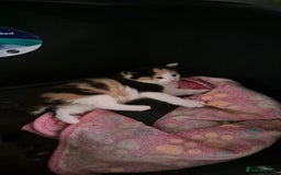 Mixed Breed cats for sale: Kittens for sale - Image 10