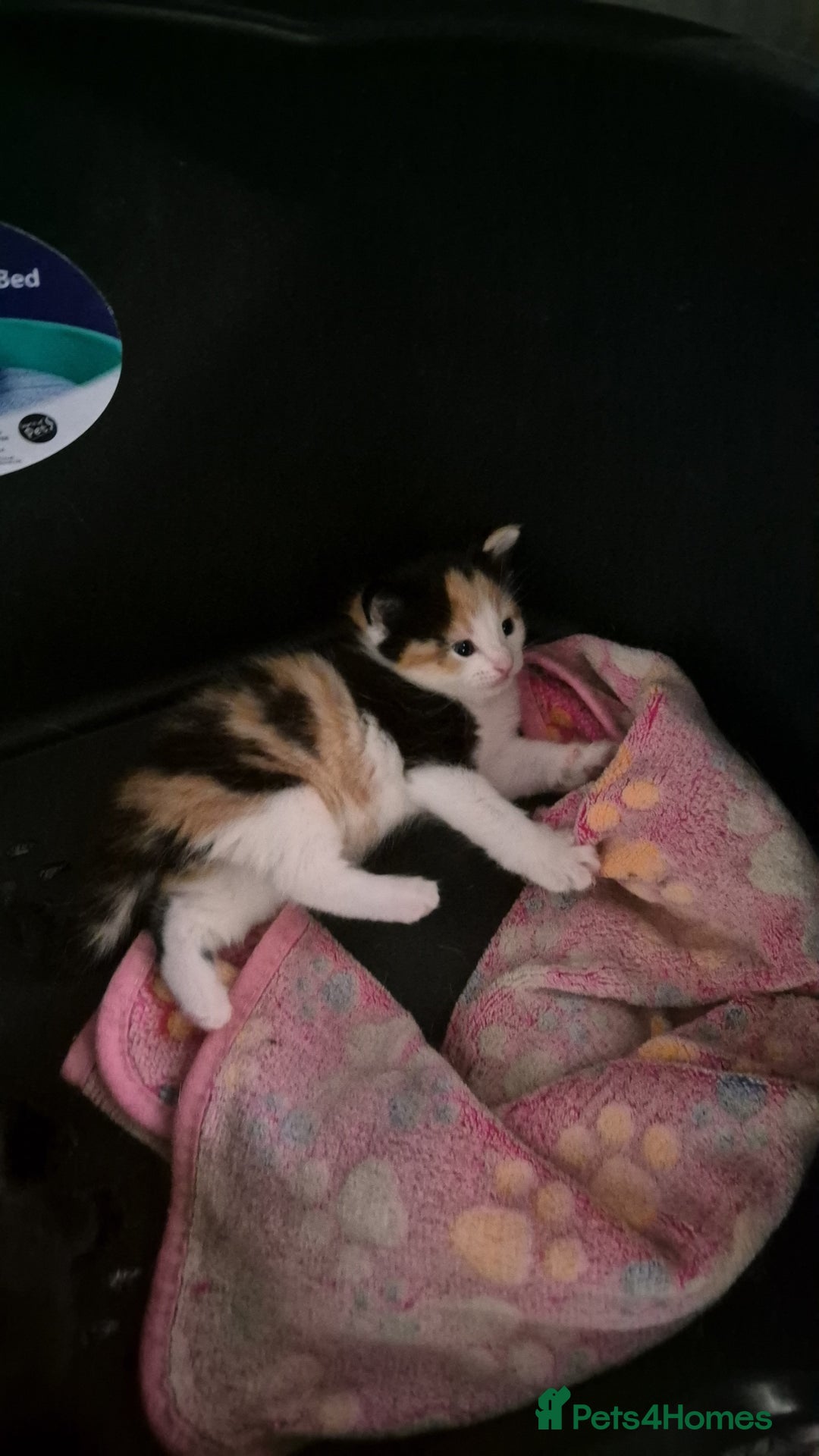 Mixed Breed cats for sale: Kittens for sale - Image 10