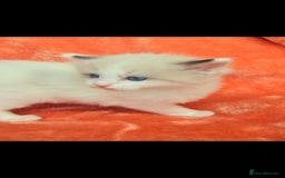 Ragdoll cats for sale:  4 Ragdoll kittens looking for loving homes - Image 7