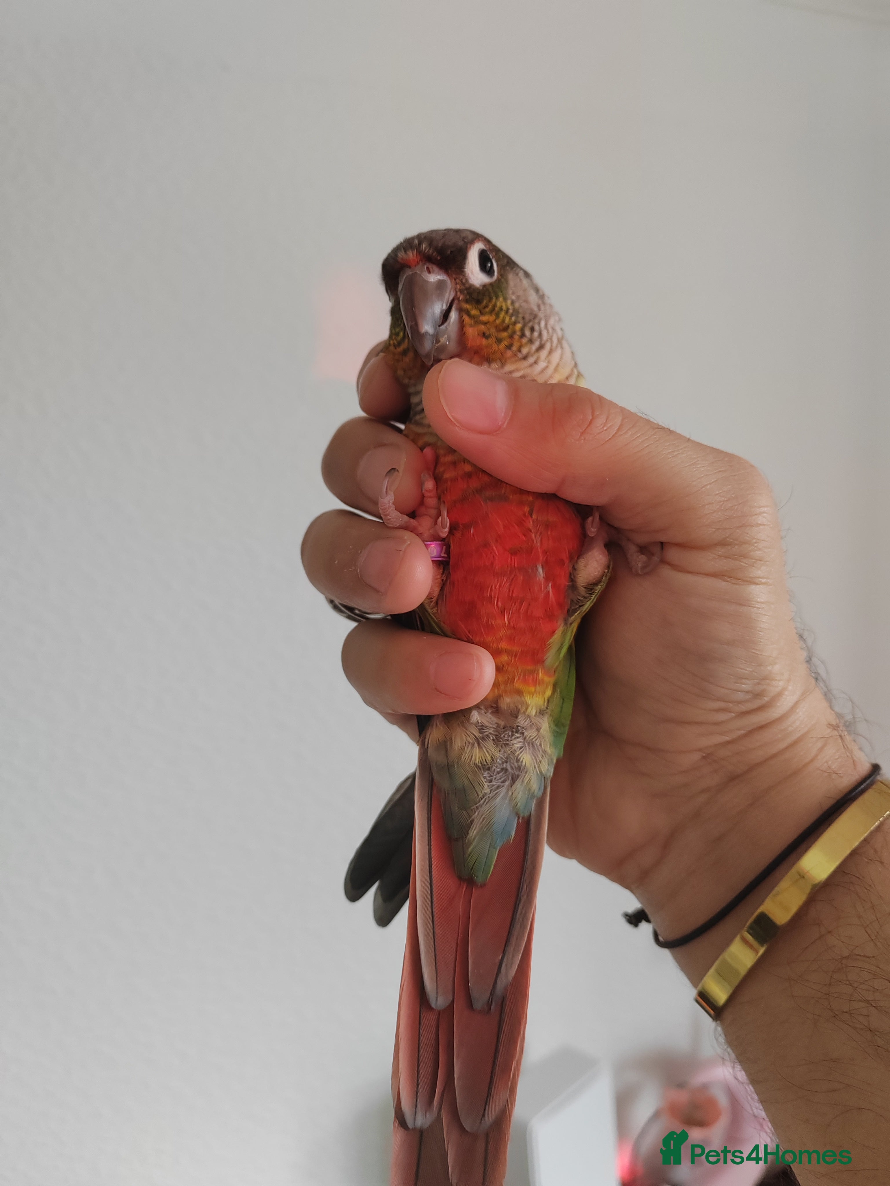 Finches birds Hand tame green cheek conure - Advert 15