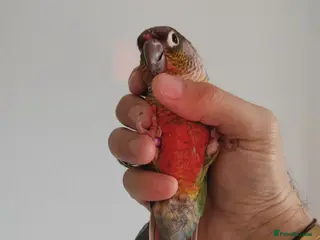 Finches birds Hand tame green cheek conure - Advert 15