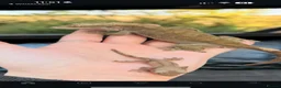 Gecko reptiles for sale: Female Cresties, laying duds in Taunton - Advert 9