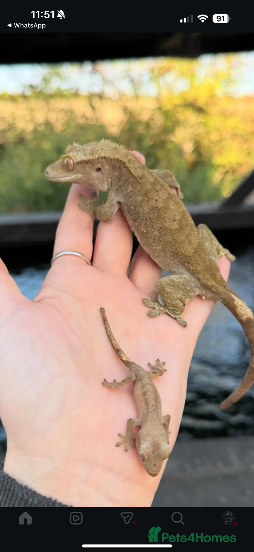 Gecko reptiles for sale: Female Cresties, laying duds - Advert 7