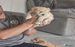 Mixed Breed dogs for sale: Gorgeous puppies for sale - Advert 15