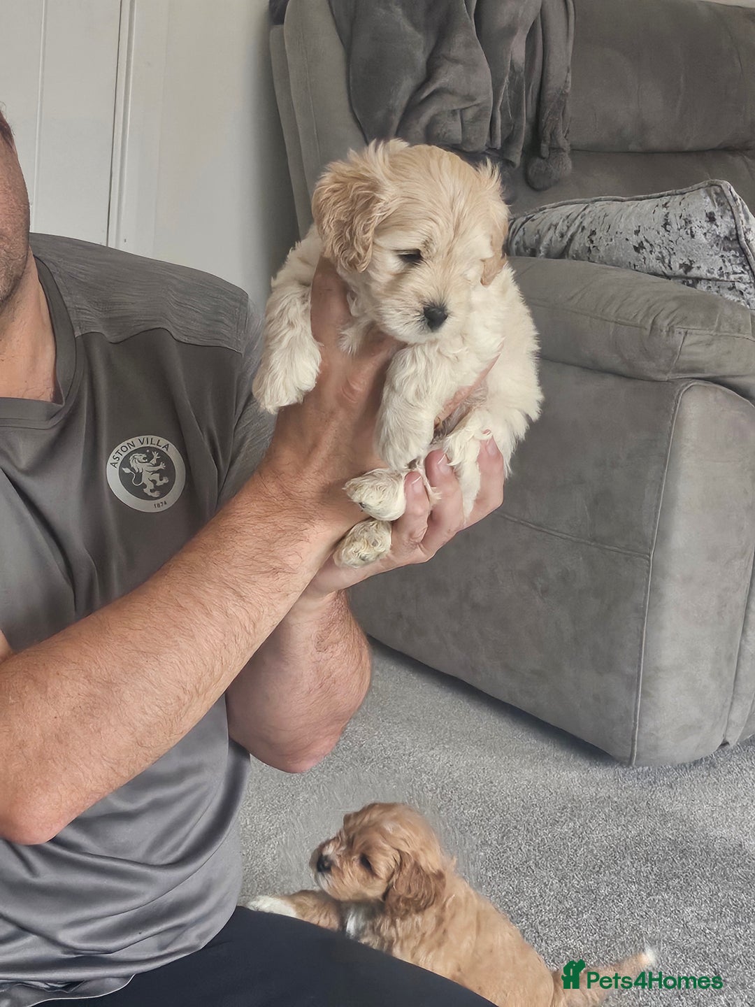 Mixed Breed dogs for sale: Gorgeous puppies for sale - Advert 15