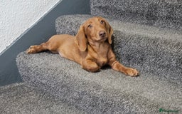 Miniature Dachshund dogs for sale: Miniture dachshund puppys  in Turriff - Image 4