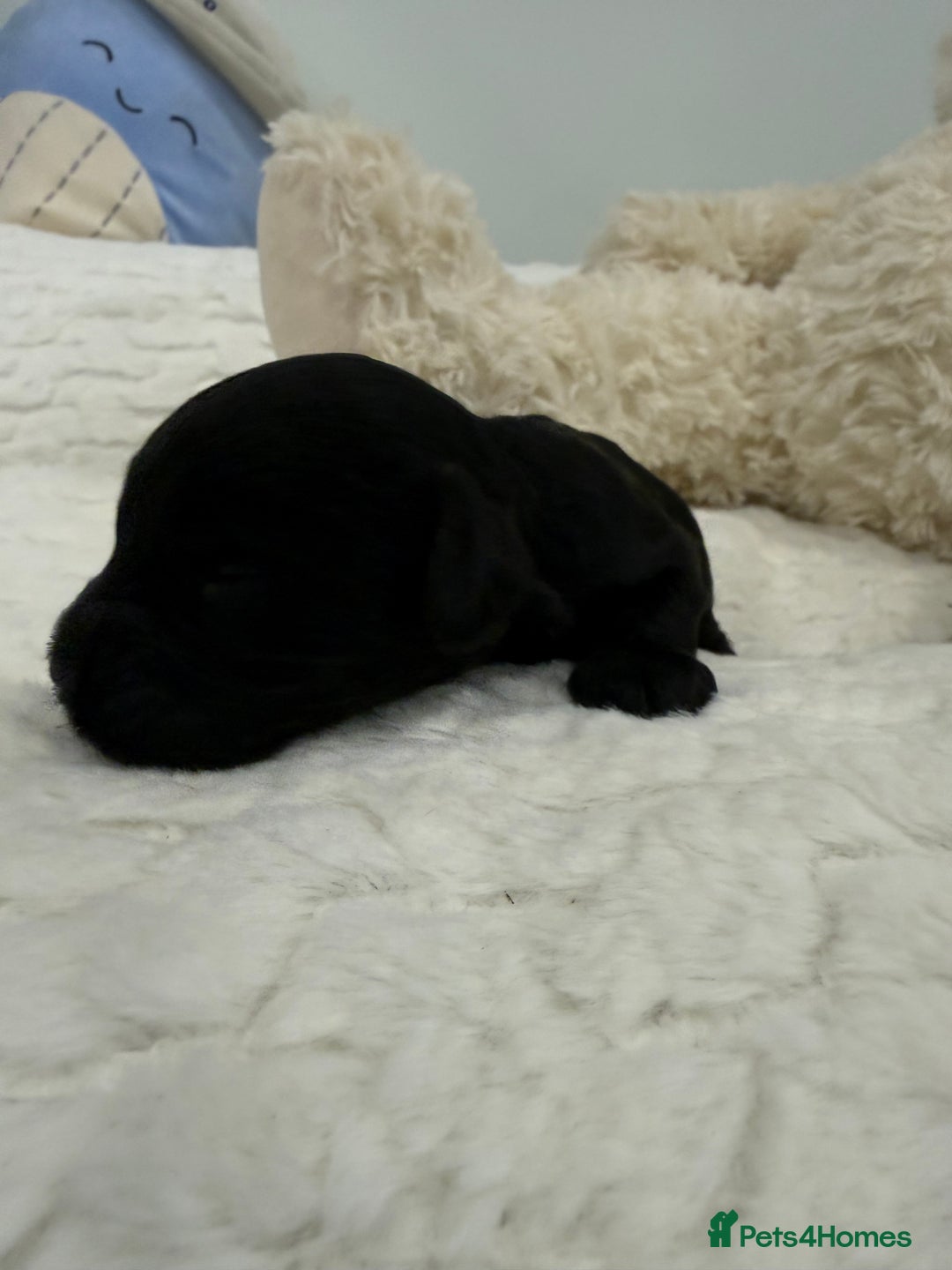 Cavapoo dogs for sale: Beautiful f1b. Black, black & Tan full DNA clear.  - Advert 4