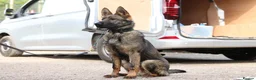 German Shepherd dogs for sale: Elite working line puppies. Repeat breeding! - Advert 7