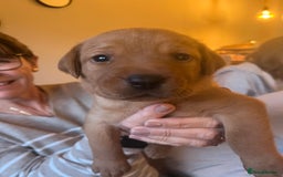 Labrador Retriever dogs for sale: Fox Red / yellow Labrador puppies for sale - Image 13