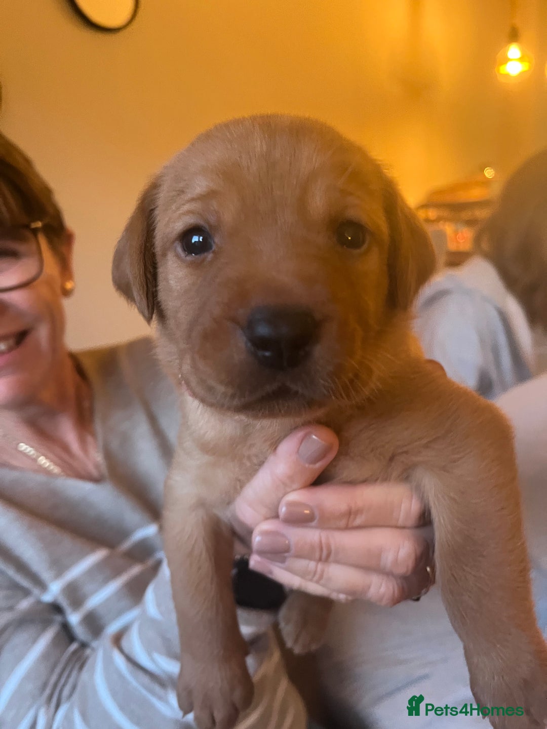 Labrador Retriever dogs for sale: Fox Red / yellow Labrador puppies for sale - Image 13