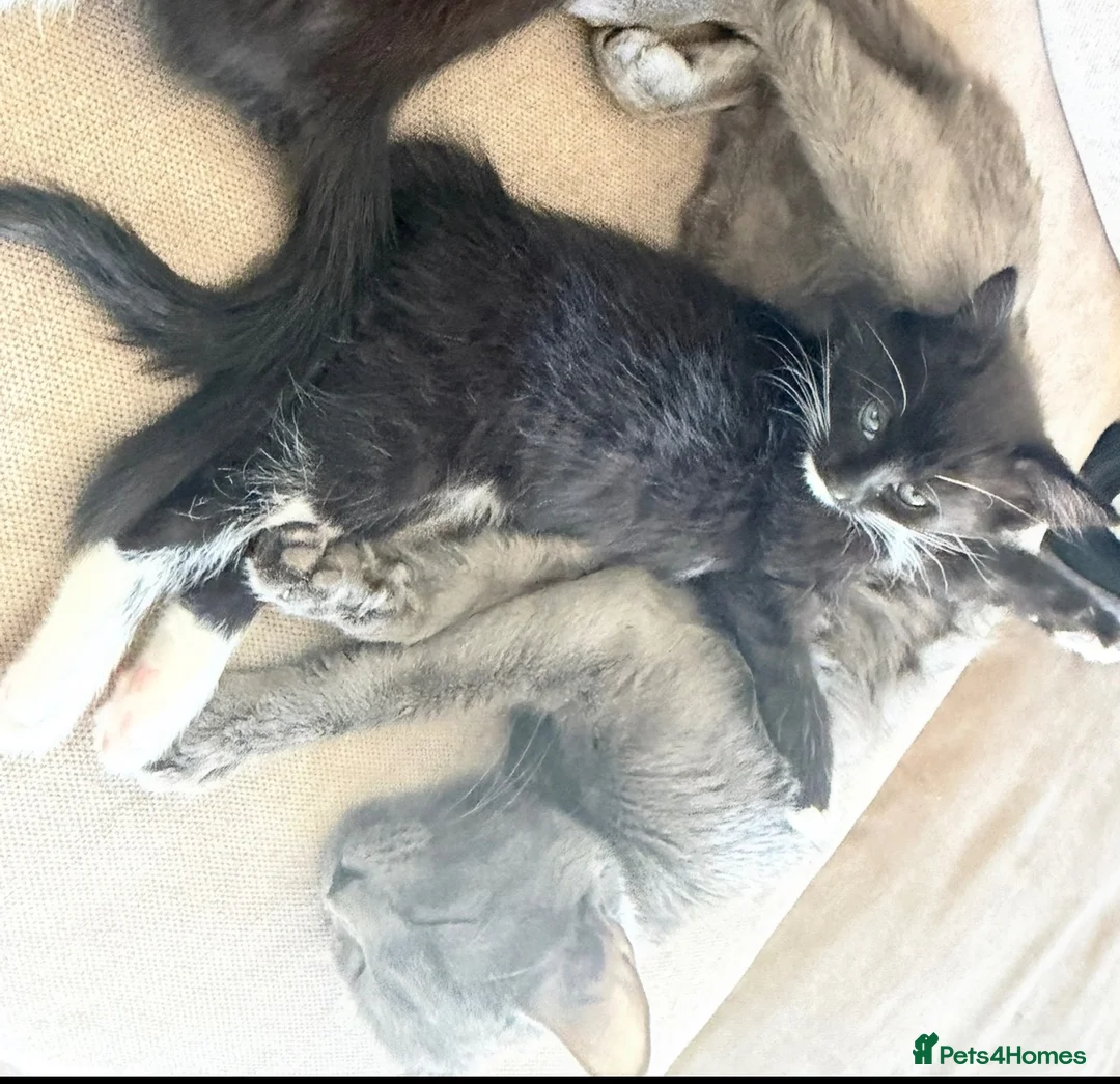 Mixed Breed cats for sale: Mum & Kitten  - Advert 3