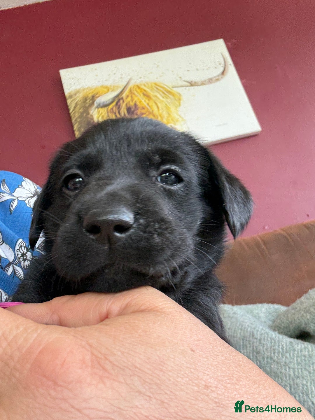 Labrador Retriever dogs for sale: Beautiful Labrador pups  - Image 17