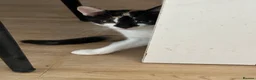 British Shorthair cats for sale: Kittens for sale  - Advert 12