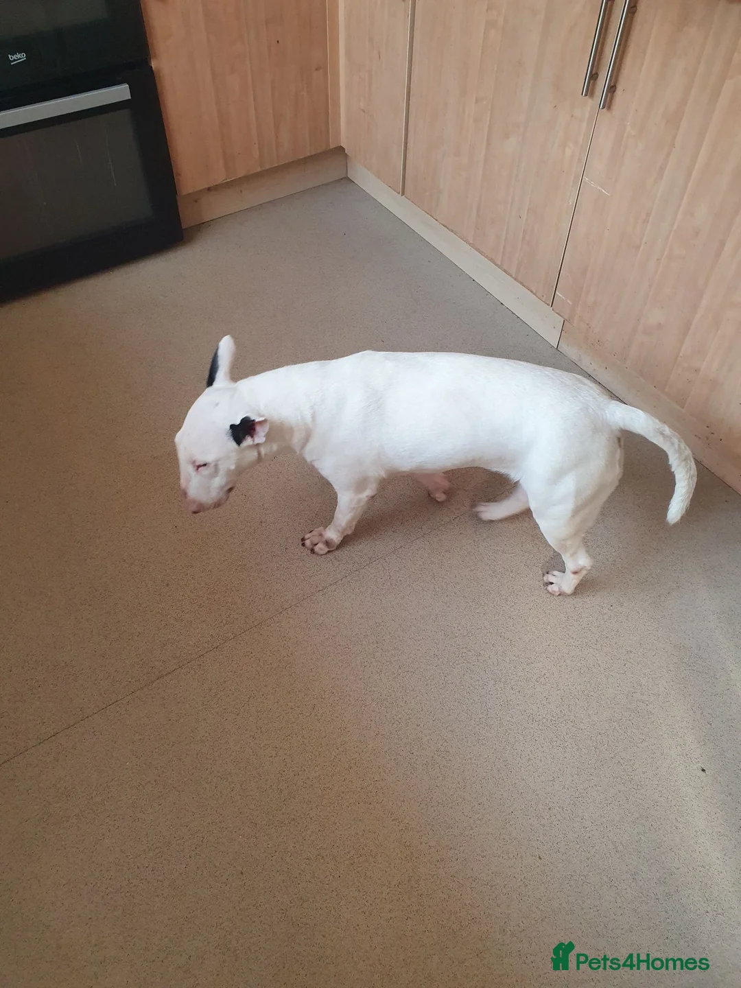 English Bull Terrier dogs for sale: English bull terrier female 21 months in Ashbourne - Advert 5