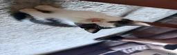 Mixed Breed cats for sale: Black and white male kittens  - Advert 10