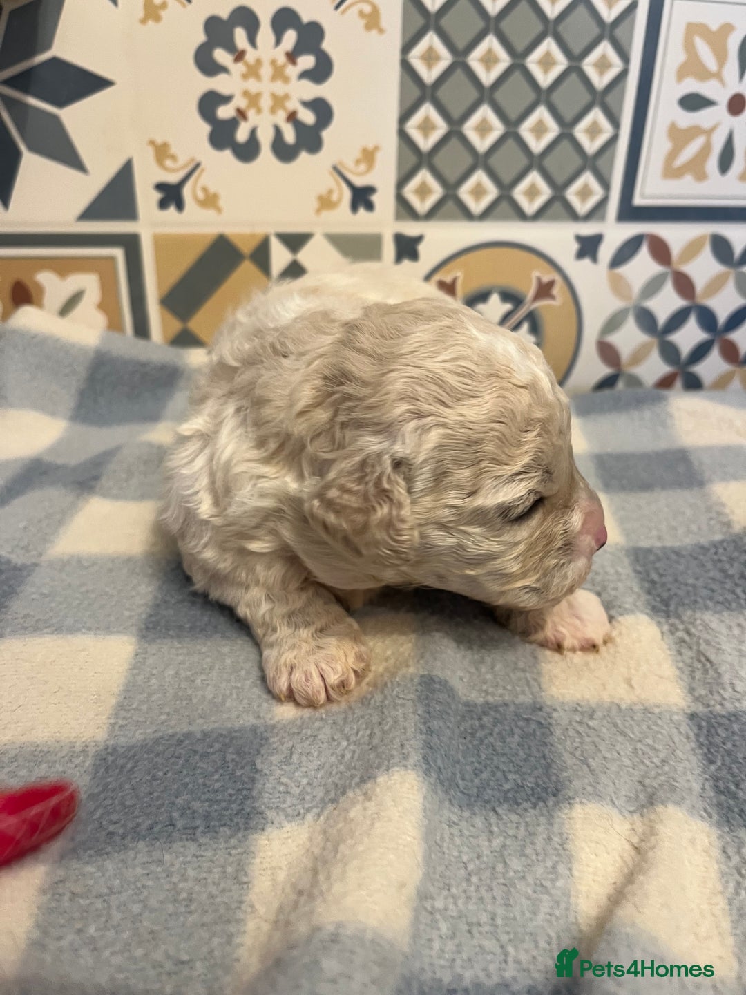 Maltipoo dogs for sale: Maltipoo puppies ready 8th January - Advert 10