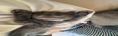 Ragcoon 1