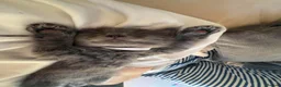 Ragcoon cats for sale: Beautifull Blue in colour ragdoll / maincoon mix - Advert 2