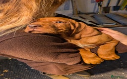 Hungarian Vizsla dogs for sale: Hungarian wirehaired vizsla puppy - Advert 2