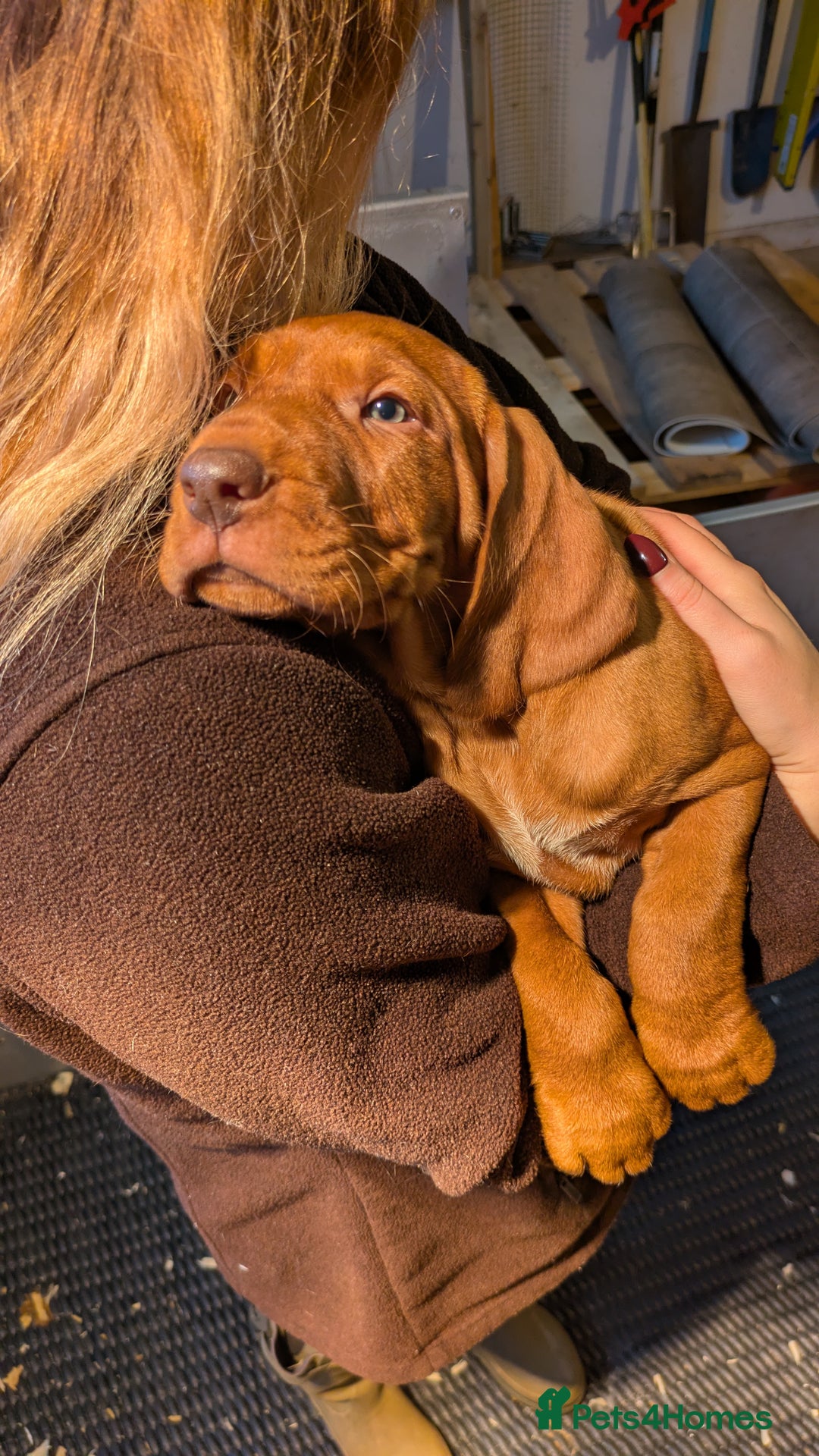 Hungarian Vizsla dogs for sale: Hungarian wirehaired vizsla puppy - Advert 2