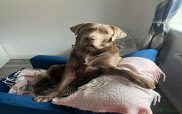 Labrador Retriever dogs for stud: Stunning silver Labrador for stud in Glasgow - Image 1