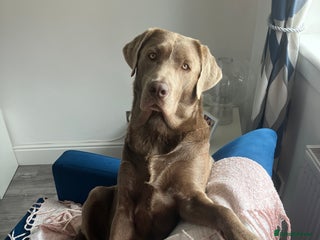 Labrador Retriever dogs in Glasgow - Advert 2